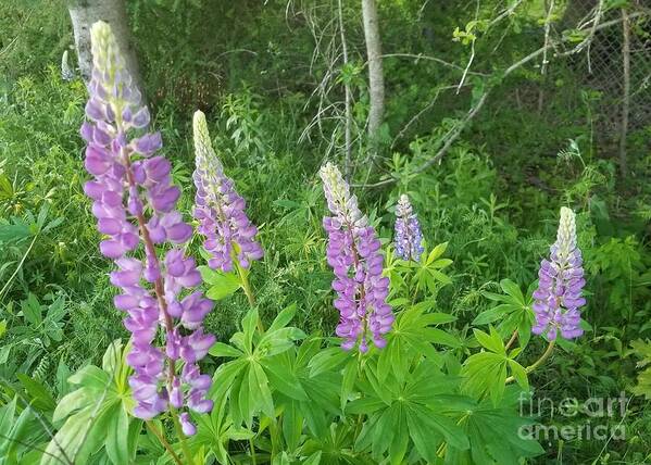 Lupins Art Print featuring the photograph Lupins by Michael Graham