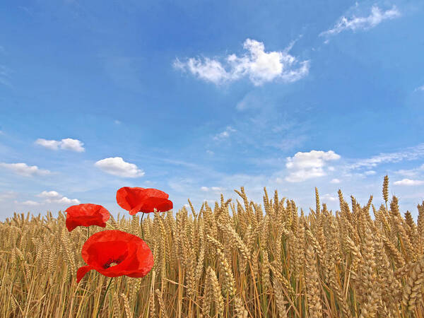 Farm Landscape Art Print featuring the photograph Making A Splash Red Poppies In Wheat Field by Gill Billington