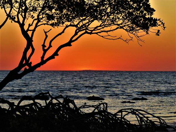 Weipa Art Print featuring the photograph Mangrove Roots And All Sunset by Joan Stratton