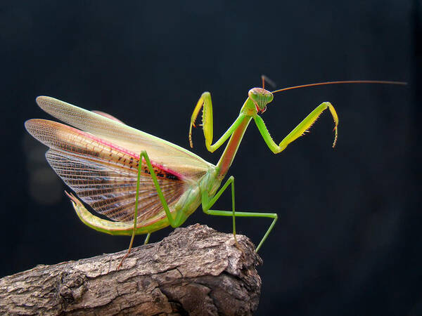 Insect Art Print featuring the photograph Mantis by Adegsm