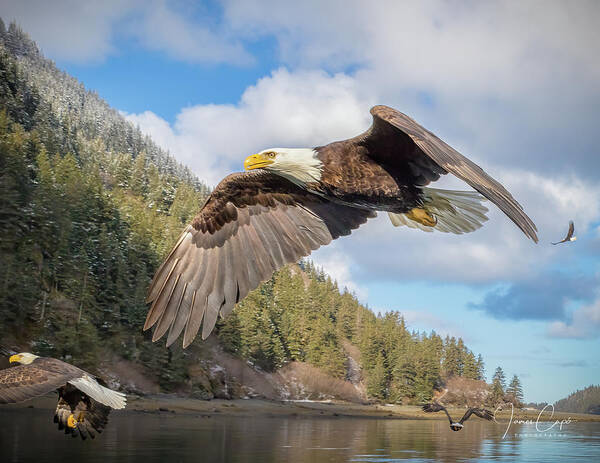 Alaska Art Print featuring the photograph Master of the Skies by James Capo