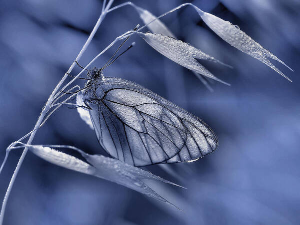 Insect Art Print featuring the photograph Mimicry... by Thierry Dufour
