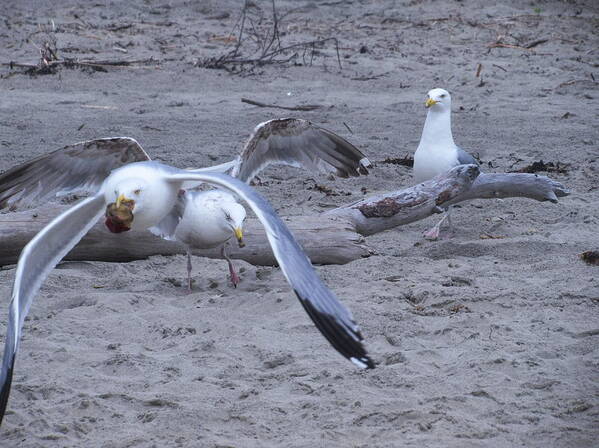 Seagulls Art Print featuring the photograph Mine by Jean Evans