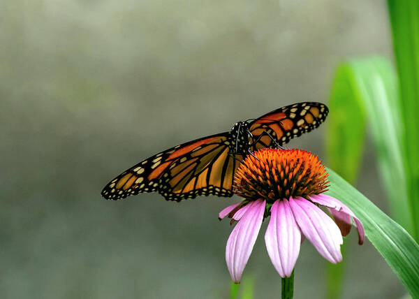 Butterfly Art Print featuring the photograph Monarch On Coneflower by Cathy Kovarik