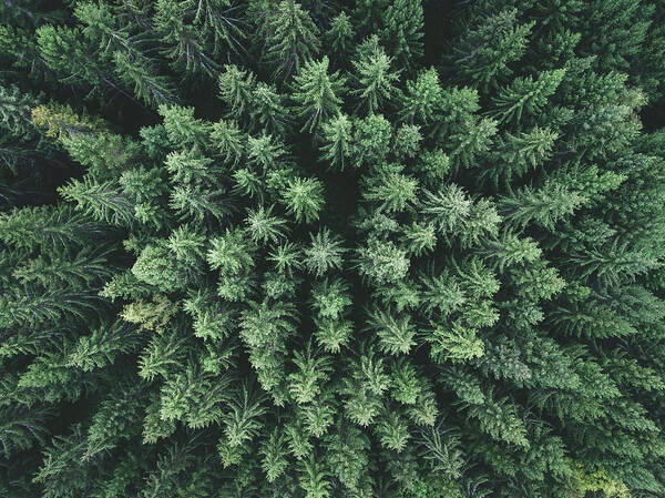Aerial Art Print featuring the photograph Moody Forest From Above by Christian Lindsten