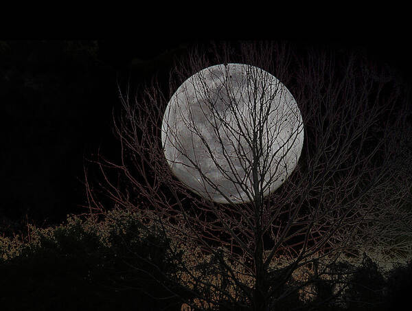 Full Moon Art Print featuring the digital art Full Moon behind Trees by Chauncy Holmes