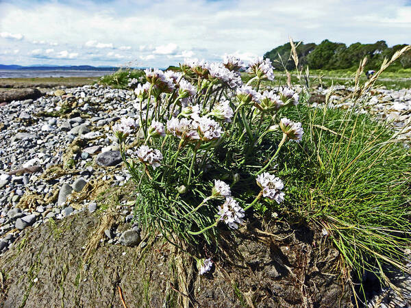 Morecambe Art Print featuring the photograph MORECAMBE. Hest Bank. Sea Thrift. by Lachlan Main