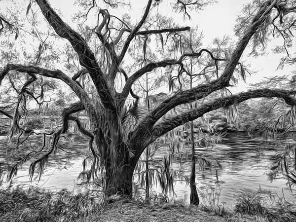 Tree Art Print featuring the digital art Mossy Oak on the Suwanee by Susan Hope Finley