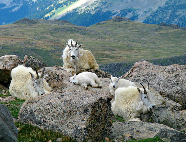 Horned Art Print featuring the photograph Mountain Goats In The Rocky Mountains by Carl Neufelder
