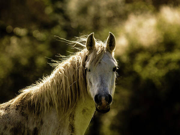 Animals Art Print featuring the photograph My Friend by Jorg Becker