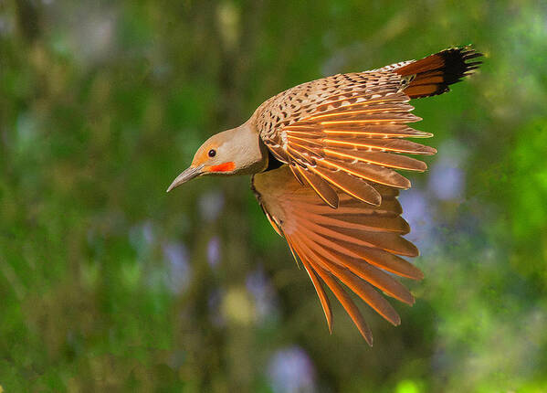 Flicker Art Print featuring the photograph Northern Flicker in Flight by Lowell Monke