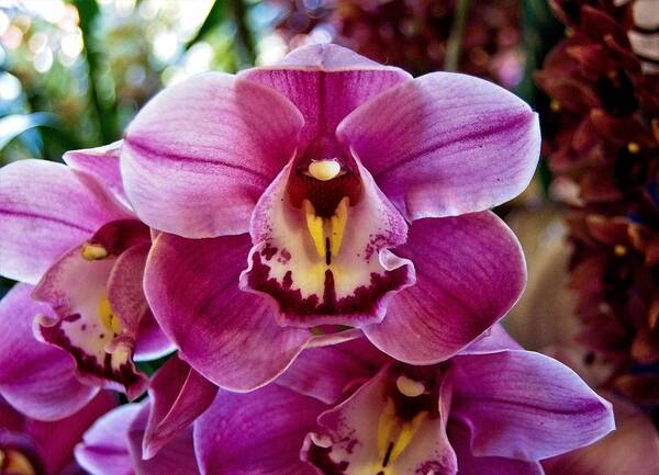 Orchids Art Print featuring the photograph Orchid 9 by Charles HALL