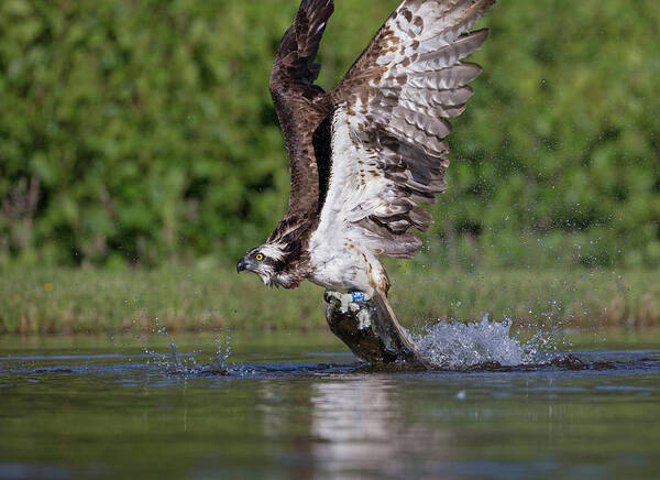 Osprey Art Print featuring the photograph Osprey Dragging Fish by Pete Walkden