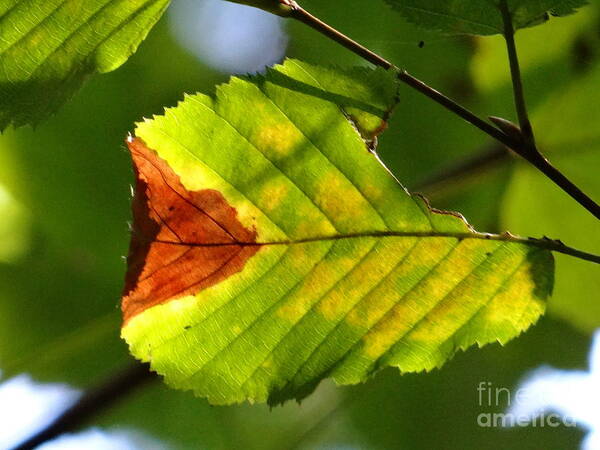 Leaf Art Print featuring the photograph Outstanding leaf by Karin Ravasio