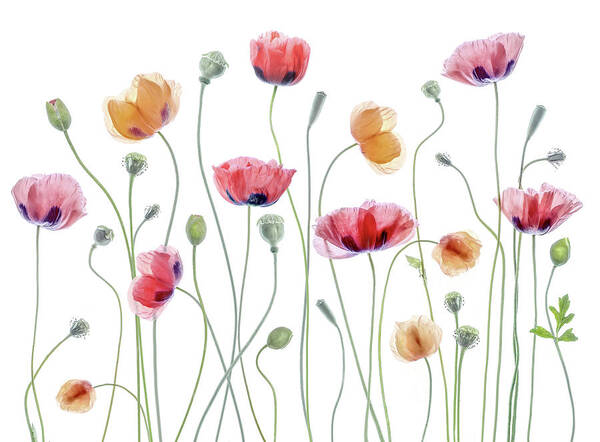 Papaver Art Print featuring the photograph Papaver Party by Mandy Disher