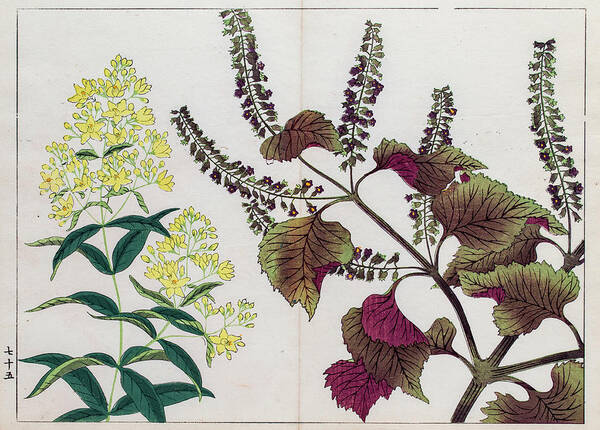 Art Art Print featuring the digital art Perilla Plant Japanese Woodblock Print by Mashuk