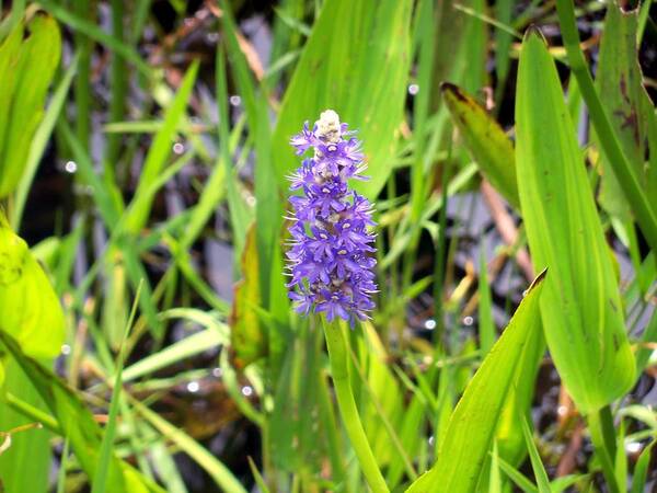 Florida Everglades Art Print featuring the photograph Pickerel Weed by Lindsey Floyd