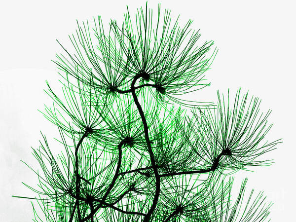 Top Artist Art Print featuring the photograph Pine Needles in Black and Green by Norman Gabitzsch