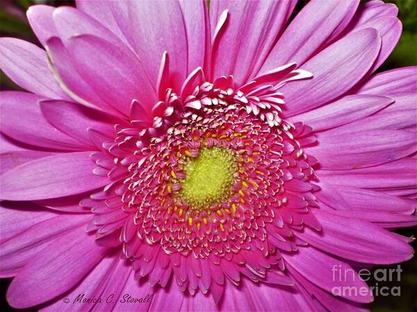 Pink Art Print featuring the photograph Pink Flowers P4 by Monica C Stovall