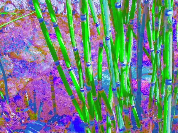 Reeds Art Print featuring the photograph Pixel Reeds Too by Debra Grace Addison