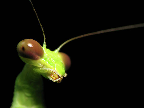 One Animal Art Print featuring the photograph Praying Mantis Portrait by Joseph Connors