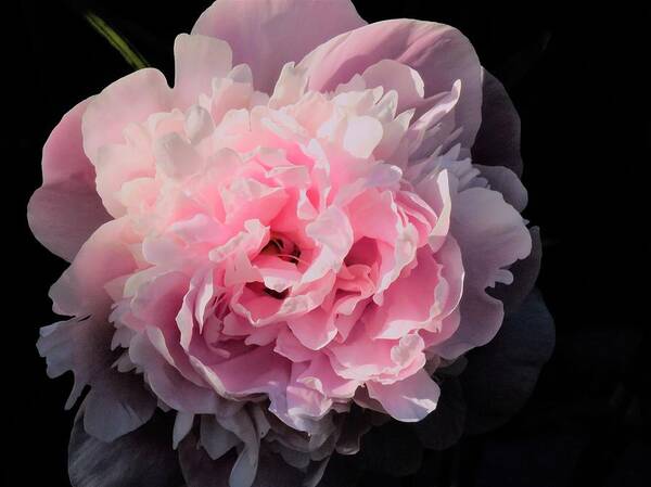 Peony Art Print featuring the photograph Pretty Pink Peony by Lori Frisch