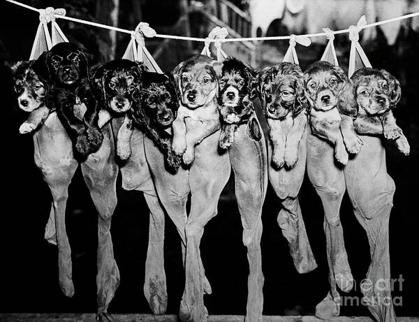 Hanging Art Print featuring the photograph Puppies Hanging From A Clothesline by Bettmann