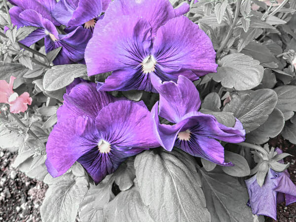 Purple Art Print featuring the photograph Purple Pansies by Cathy Anderson
