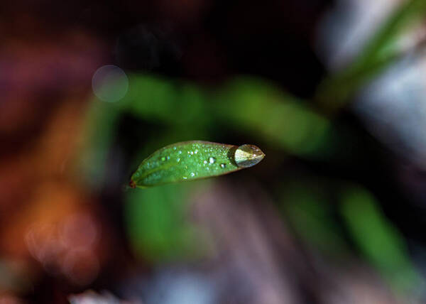Rain Art Print featuring the photograph Macro Photography - Water Drops #3 by Amelia Pearn