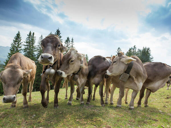 Rambunctious Swiss Cows With Cow Bells Art Print by Guy Midkiff - Pixels