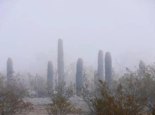 Affordable Art Print featuring the photograph Rare Desert Fog by Judy Kennedy