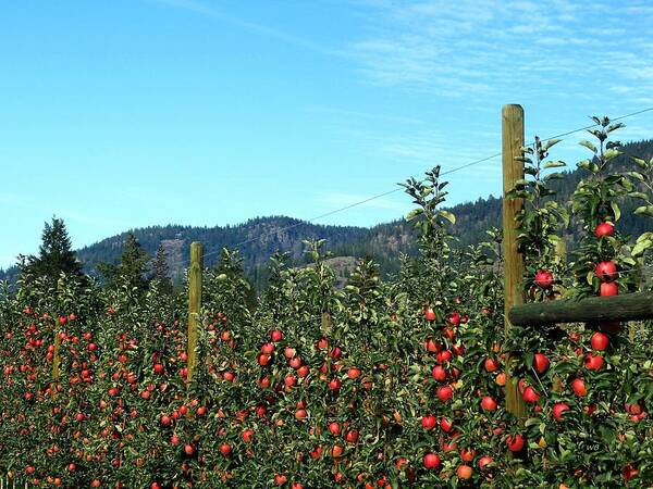 Apples Art Print featuring the photograph Ready For Harvest by Will Borden