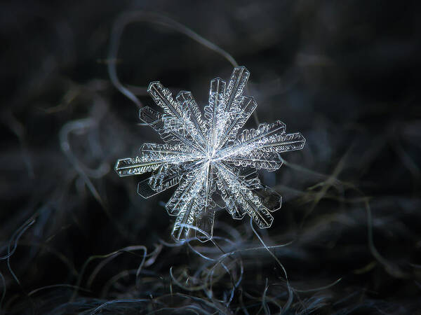 Snowflake Art Print featuring the photograph Real snowflake - 18-Dec-2018 - 3 by Alexey Kljatov