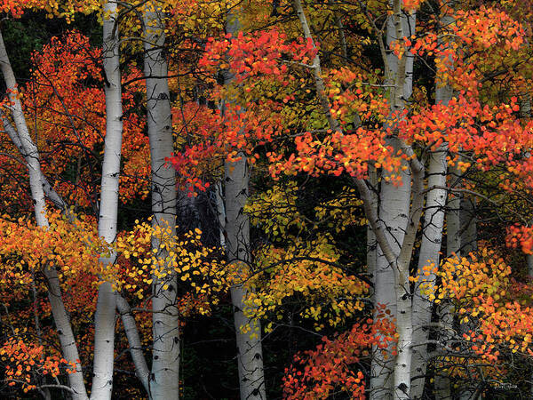 Aspen Forest Art Print featuring the photograph Red and Yellow Idaho Aspens by Leland D Howard