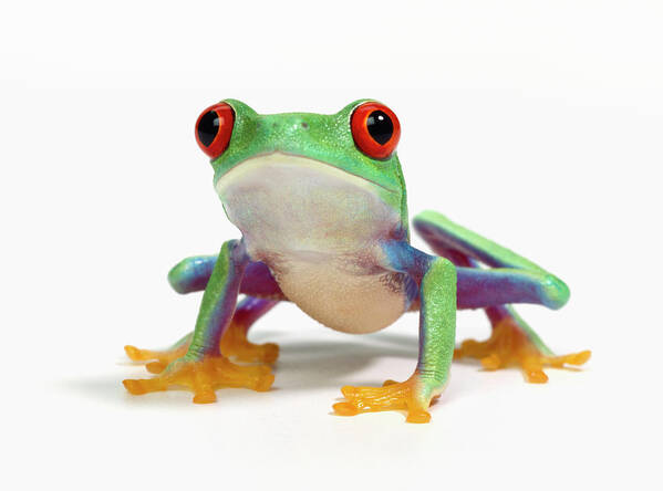 White Background Art Print featuring the photograph Red Eyed Frog Agalychnis Callidryas by Don Farrall