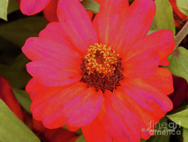 Red Art Print featuring the photograph Red Flowers No. R19 by Monica C Stovall