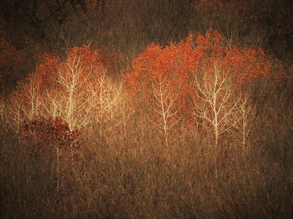 Trees Art Print featuring the photograph Red Headed Birch by Lori Frisch