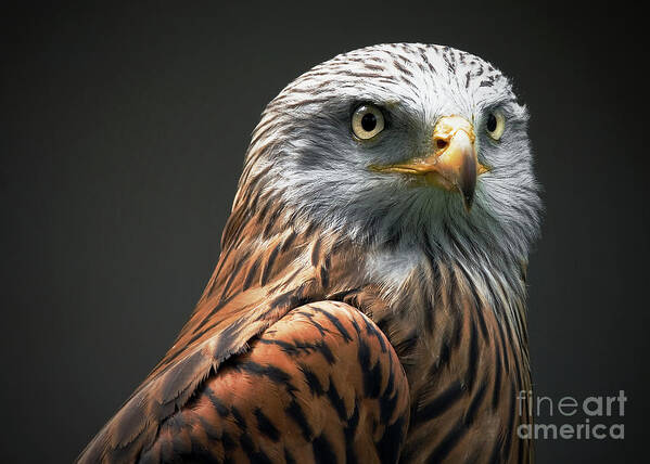 Animal Themes Art Print featuring the photograph Red Kite by Stephen Liptrot