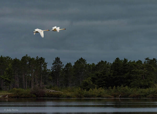 Bird Art Print featuring the photograph Refuge by Jody Partin