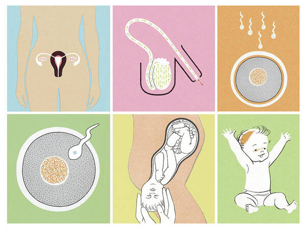 Baby Art Print featuring the drawing Reproductive Collage by CSA Images