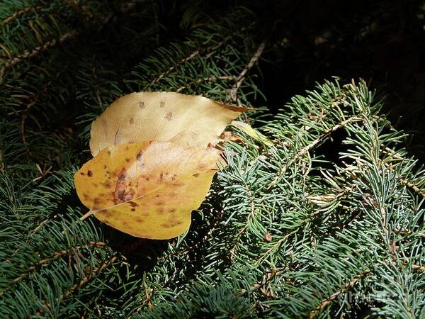 Leaf Art Print featuring the photograph Resting Together - Till Winter by Jor Cop Images