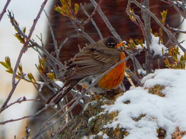 Robin Art Print featuring the photograph Robin in a Snowstorm by Dan Miller
