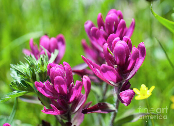 Colorado Art Print featuring the photograph Rosy Paintbrush by Julia McHugh
