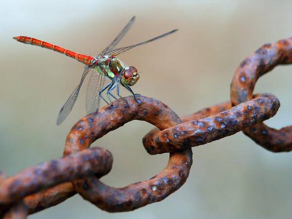 Dragonfly Art Print featuring the photograph Rusty by Jimmy Hoffman