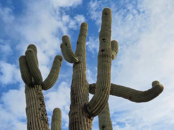 Arizona Art Print featuring the photograph Saguaro Clique by Judy Kennedy