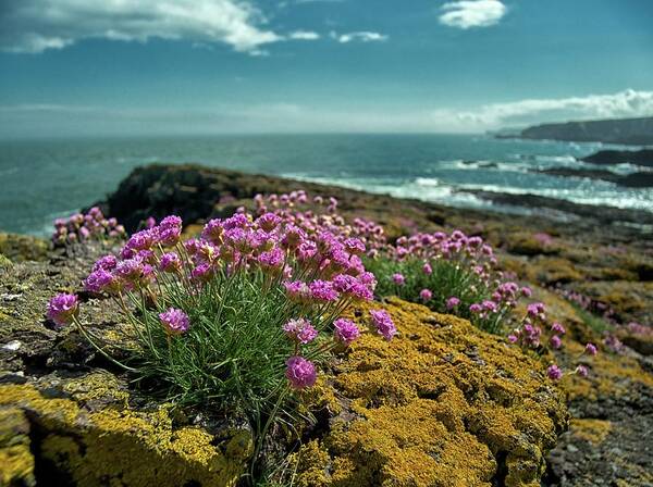 Tranquility Art Print featuring the photograph Sea Pinks Crawton June 2013 by Jimfrost M43.im