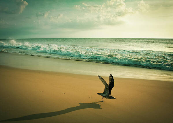 Water's Edge Art Print featuring the photograph Seagull Take Off by Diana Kehoe Photography