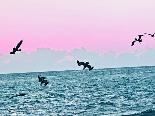 Birds Art Print featuring the photograph Seagulls Diving for Dinner at Sunset in Captiva Island Florida by Shelly Tschupp