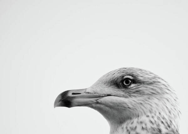 Animal Themes Art Print featuring the photograph Seagulls Head by Photography By Stuart Mackenzie (disco~stu)