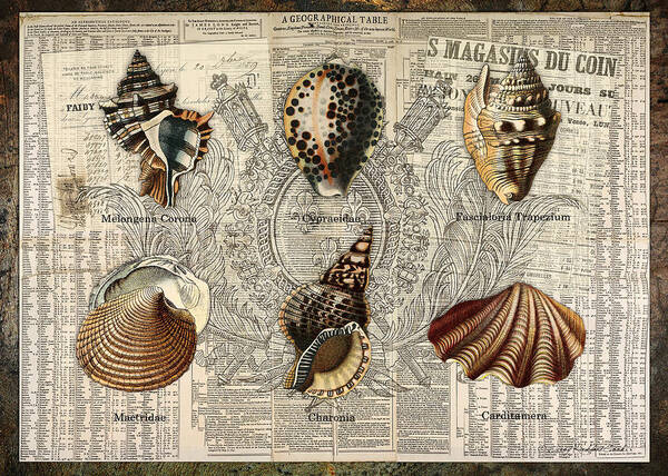  Art Print featuring the digital art Seashell Collection Two by Terry Kirkland Cook